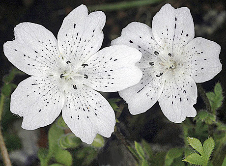 grown wild seeds