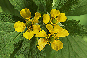 Perennials wildflowers natural seeds