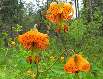 wild seeds and plants