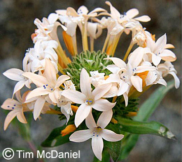 wild seed conditioning