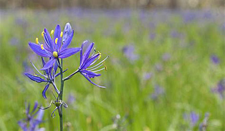 grown wild seeds