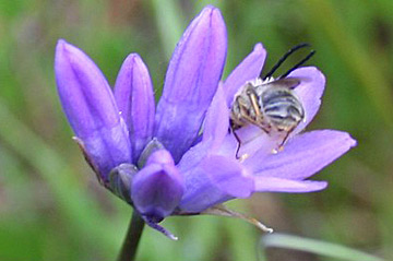 flower seeds growers wildflowers