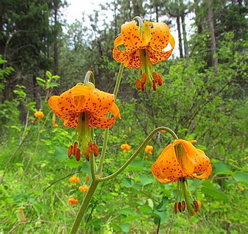 Buy Oregon Native Seeds